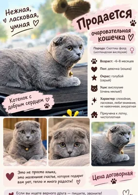 Срочно Продаётся шотландская вислоухая (скоттиш-фолд) 1