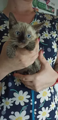 Продаются котята 1