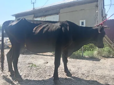 Sutli sigir sotiladi 1