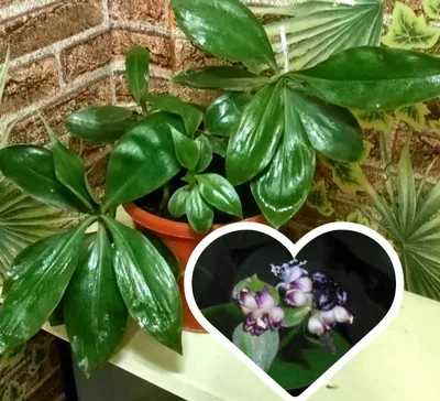 Продам. Кампелия занония (Campelia zanonia) 1