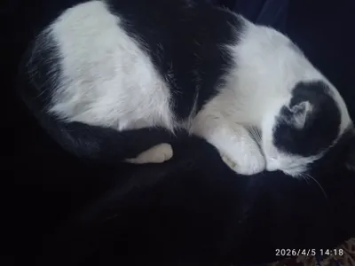 Умная чёрно-белая домашняя кошка, приучена к рукам 1