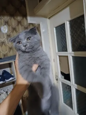 Сотилади Скоттиш фолд 1