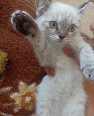 Срочно продам кошка