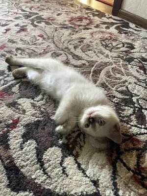British shorthair 1