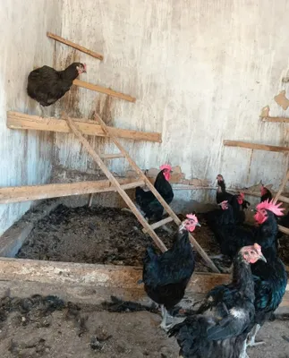 Qora Shaxzoda tovuq xorozlari sotiladi 1