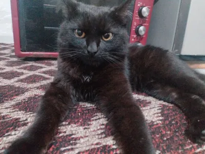 Chiroyli va aqqili mushuk 1