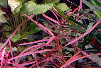 Gigrofila araguayya (Hygrophila sp. Araguaia) — akvarium o‘simligi 1