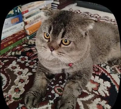 Mushuk sotiladi. Erkak muwuk 3yoshda 1
