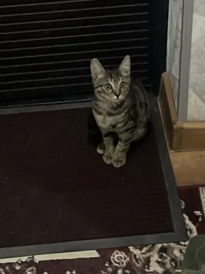 Полубенгальский котенек