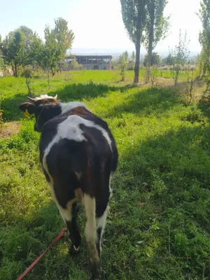 sotiladi srochniga 1.5 yoshla 1