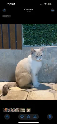 Кошка 1