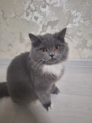 Продаётся британская хайлендская кошечка 1