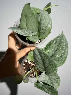 Scindapsus Silver Ann 1