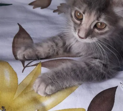 Uy mushukchalarini bepul beraman 1