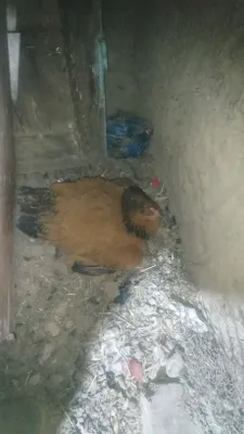 Куры разных видов