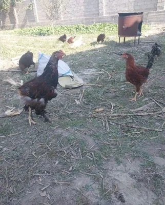 Домашний жужалар 1