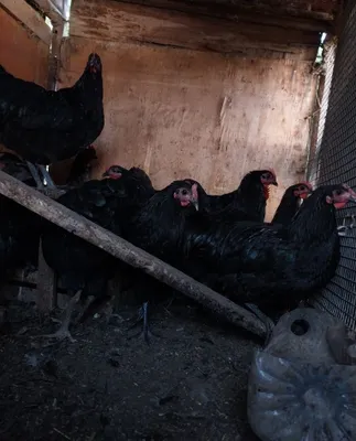 «Qora Shahzoda» xo‘rozlari, 4–5 oylik — 250 000 so‘m 1