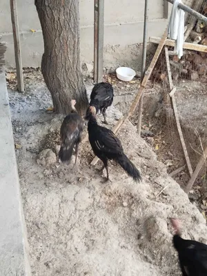 Kurka xorozlari sotiladi 1