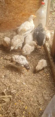 Жужалар циплята нисушка 1