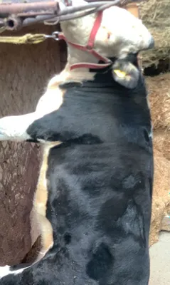 Отвечаем за то, что животное ест и пьёт 1