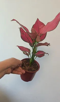 Aglaonema Red Joy 1