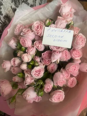 Свежие