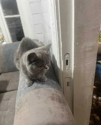 Zotli mushuk sotiladi arzon kelishamiz British Shorthair 1
