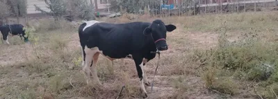 Продаются 2 быка, качественные животные 1