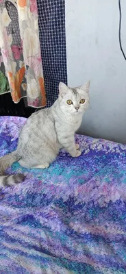 Kumush chinchilla