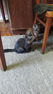 Котенок в добрые руки 1