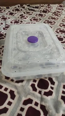 Salyangozlar uchun konteyner sotaman. 1