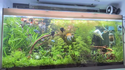Akvarium o‘simliklarini sotaman