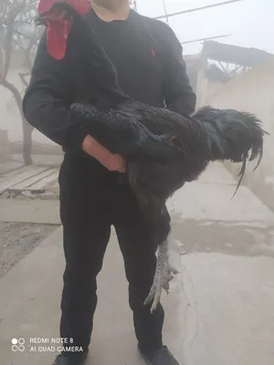 Гигантский чёрный шахзод 1
