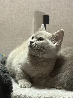 Hood jinsiy aloqa sahnalari