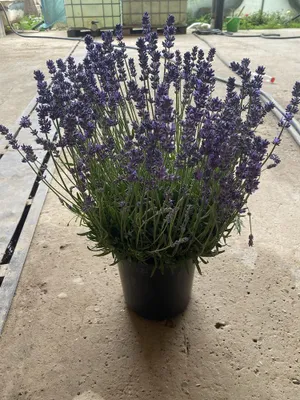 Lavanda fransuzkiy 1
