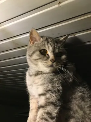 British Shorthair, Британская короткошёрстная, серебристый табби 1