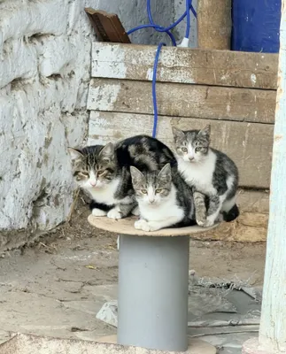 Котята