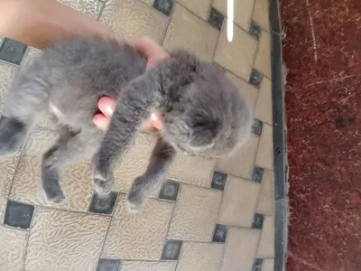Scottish fold mushuklari 1