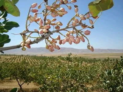 xandon pista urugʻi