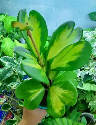 Hoya Kerri Var