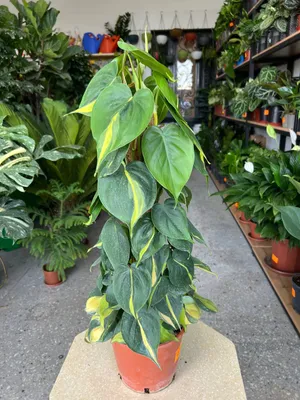 filodendron Brazil 75 sm