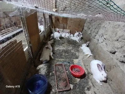 Продаются гибридные кролики калифорнийской и шиншилловой пород 1