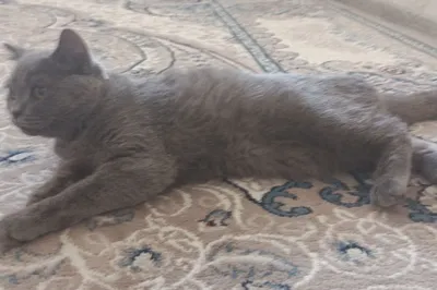 Oladiganlar yozsin