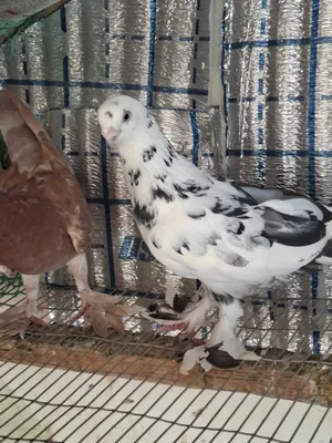 Buxoro kaptarlari 1