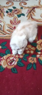 Котёнок 1