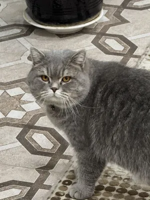 Продаётся серый British Shorthair 1