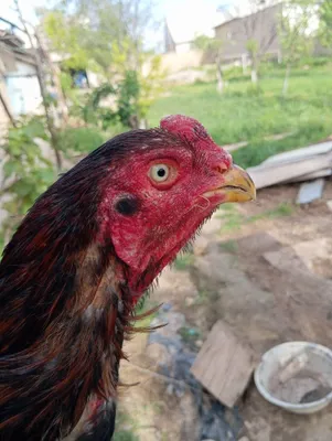 Продаётся дакангский петух 1