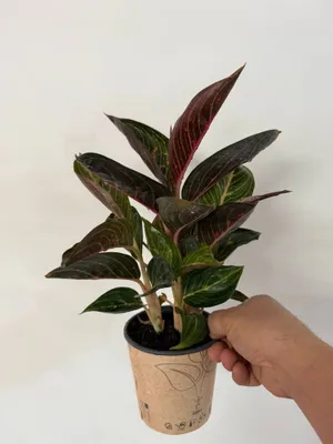 Aglaonema red rubi gultuvakdagi gul