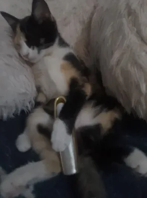 Кошка 1