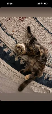 Кошка